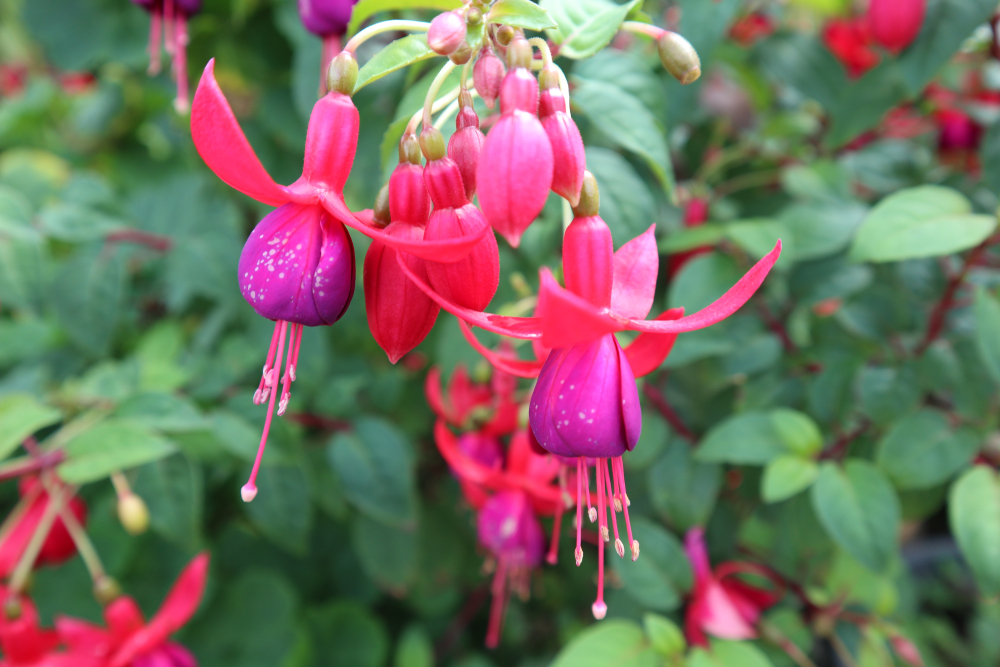 fuchsia