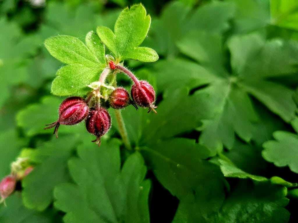 здравец, мобилна фотография, Samsung s8+