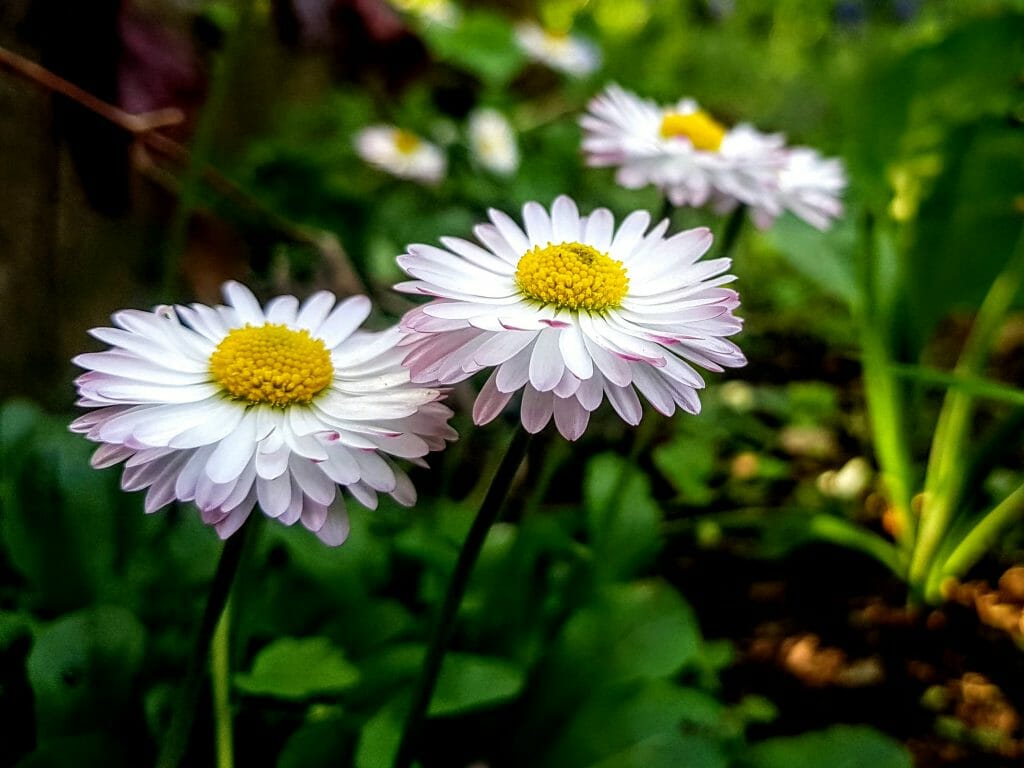 Мобилна фотография Galaxy S8+