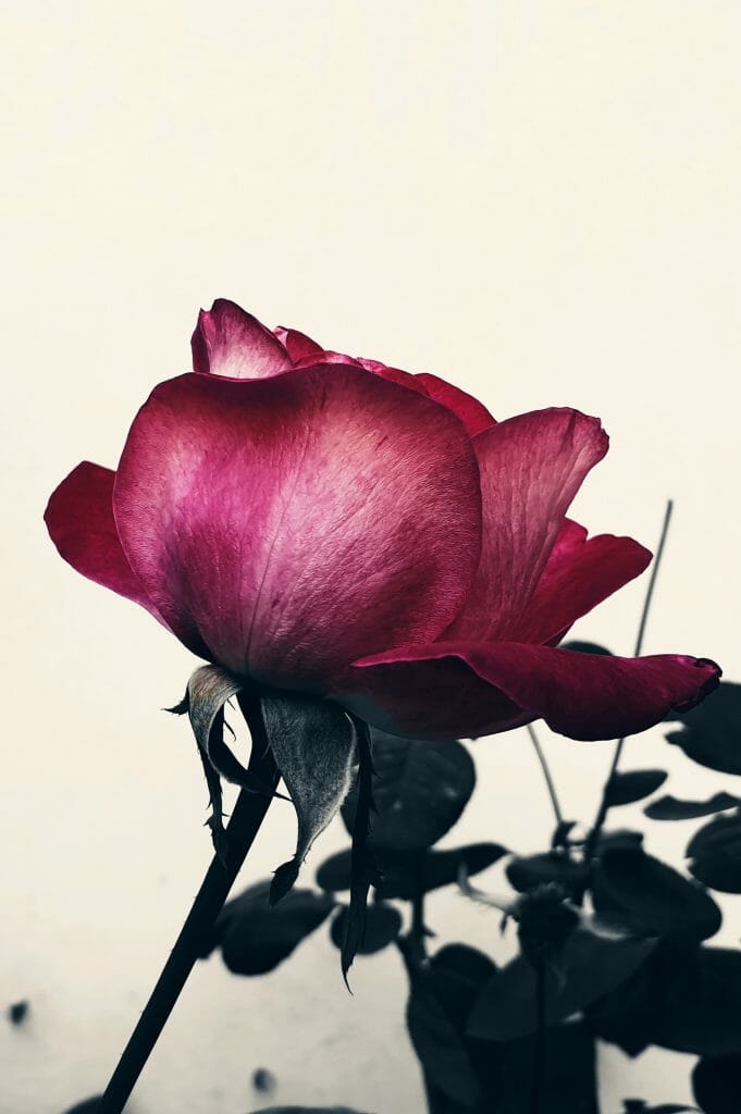 Роза - мобилна фотография, снимана със Samsung Galaxy S9+