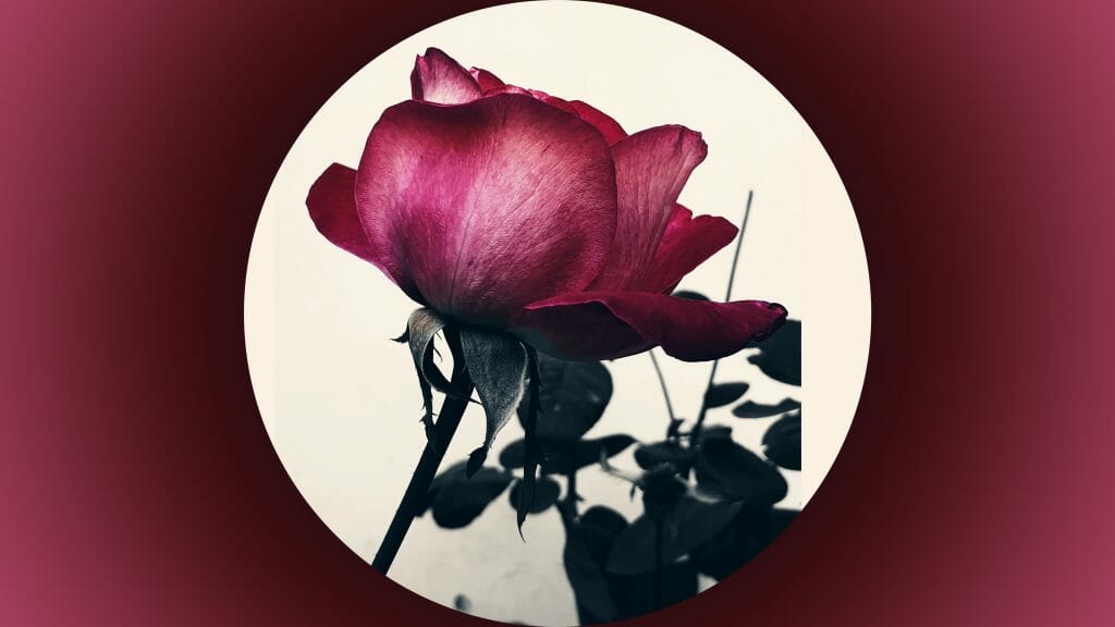 Mобилна фотография - роза, снимана със Samsung Galaxy S9+ във Варна, България.