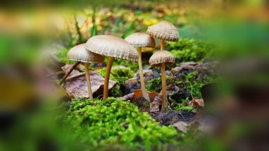 Мобилна фотография: "Горска приказка" снимана от Камен презноември 2020г. в Парк "Аязмо" (Парк „Митрополит Методий Кусев“) край Стара Загора със Samsung Galaxy Note 9