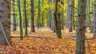 Златолистна есен - мобилна фотография, заснета от Пламен Доревски на 12.11.2020г. край Русе с Xiaomi Redmi Note 8 Pro.