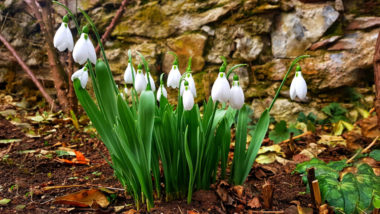 кокичета-мобилна-фотография