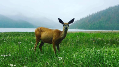 Сърна в парк Уотертон, Алберта, Канада, заснета със Samsung Galaxy Note 3