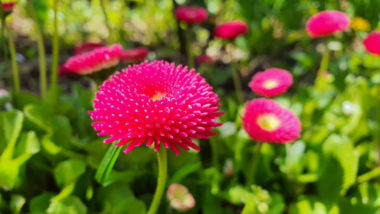 Пролетни цветя - мобилна фотография, заснета със Samsung Galaxy Note 10 Plus на 30 април 2021г.