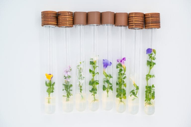 Цвете в епруветка